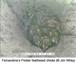 Fernandina's Flicker hatchlings